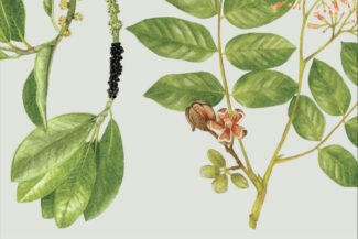 PLANTAS DEL ALTO UTCUBAMBA